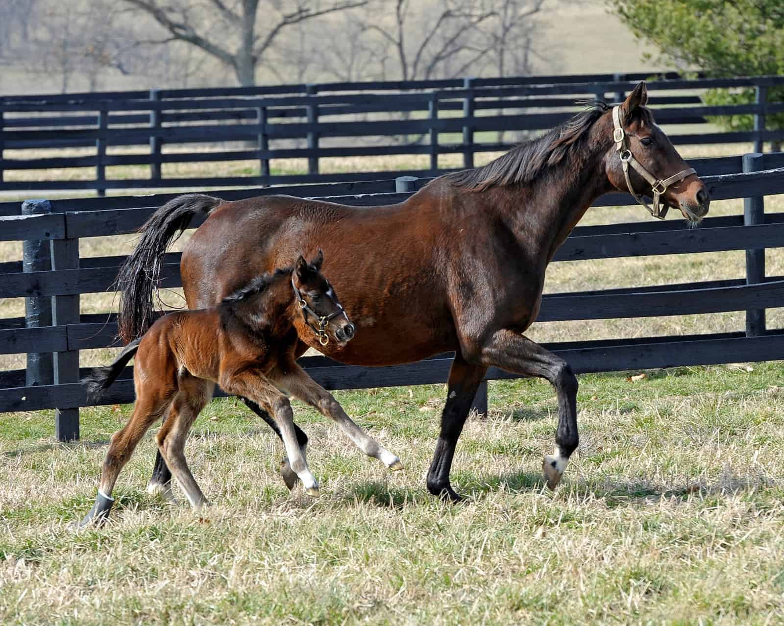 breeding mares